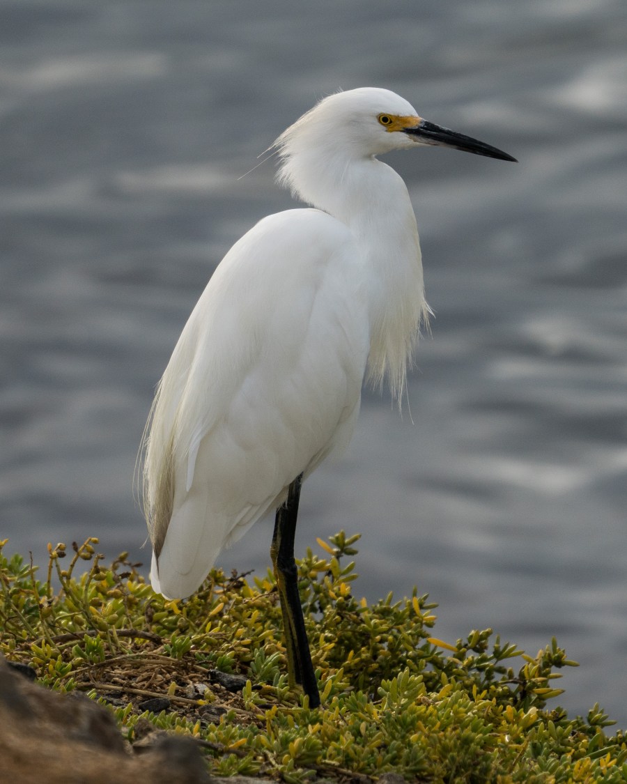 Snowy Egret (Egretta thula)