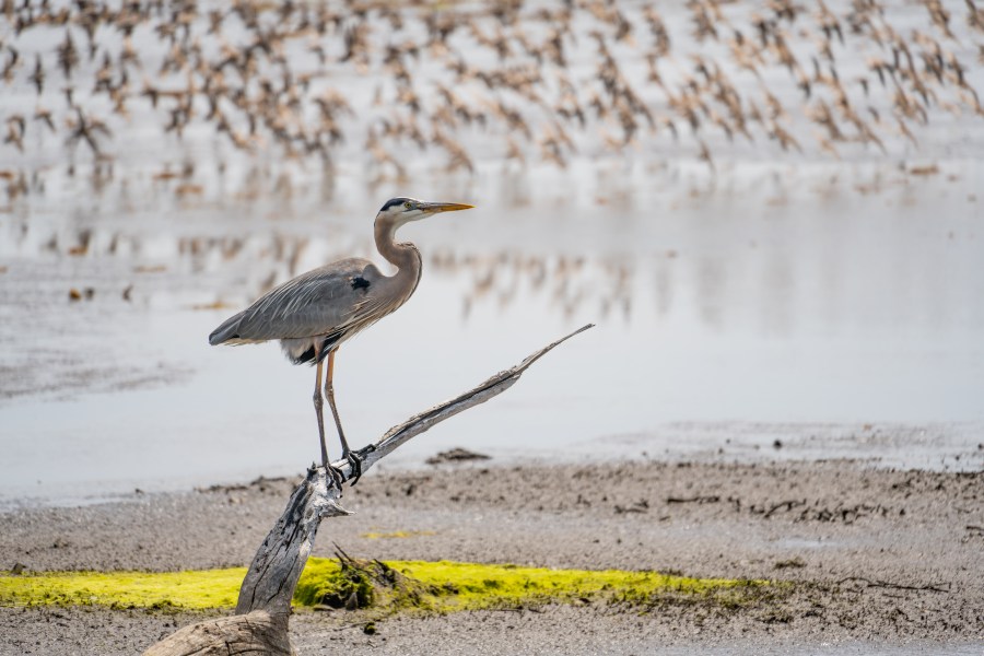 Great Blue Heron (Ardea herodias)
